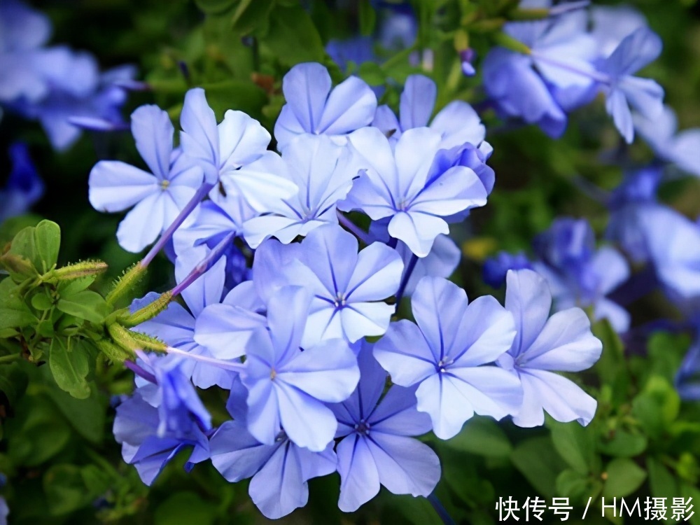 树状|苏州发现一户人家庭院,那叫一漂亮!庭院里香飘四溢!真心羡慕