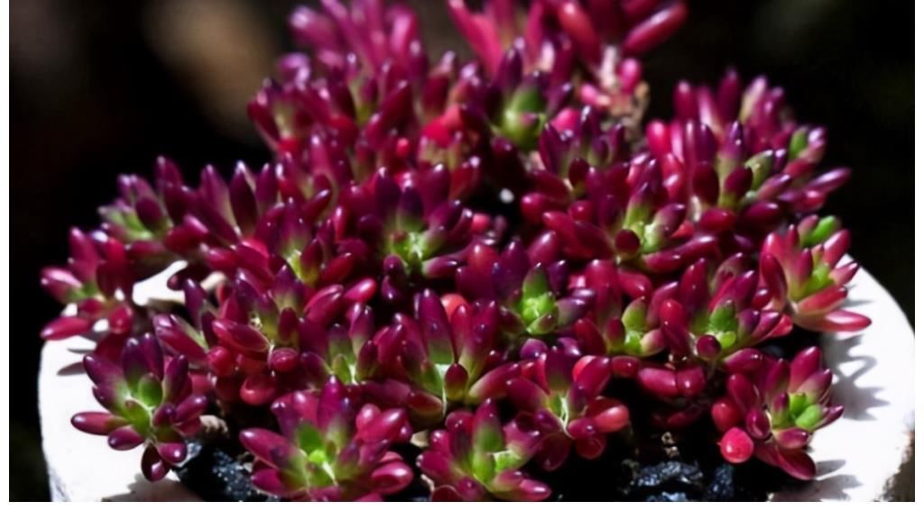 冬美人|5种多肉很好养，沾土能活，新手也养不死