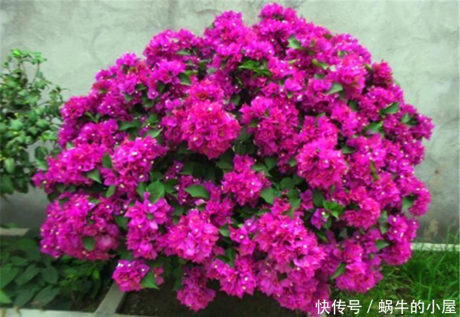 春天三角梅装死怎么办?一搬二剪三加料,新叶蹭蹭长,花苞满枝头