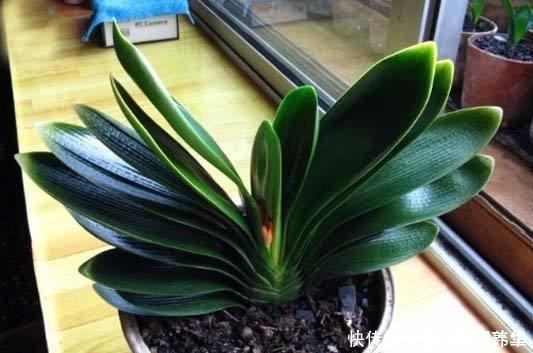 娇艳|4月,给君子兰吃点“补品”,叶片肥绿花娇艳,错过又得等一年!