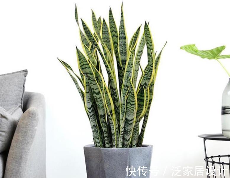 养护|厨房里哪些东西是虎皮兰喜欢的,可在盆栽期间用上?