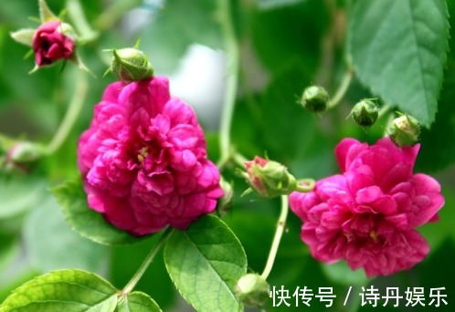 这些花草放在盆里不用管,也一样能爆盆,超级好养活,懒人的福音