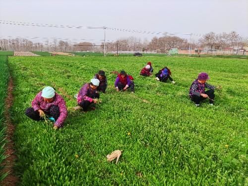 既是蔬菜又是中药材，还能制成茶，蒲公英浑身是宝，为啥不能普及
