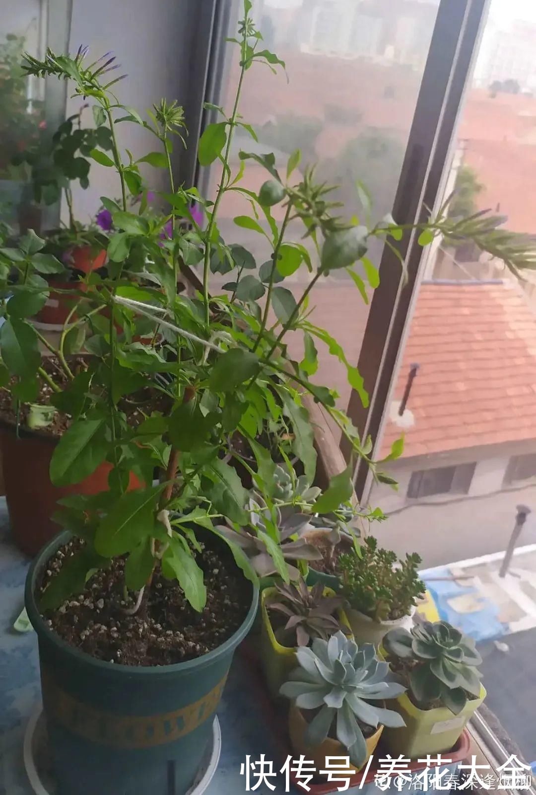 11种常见花，现在扦插，成活率特高