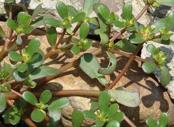 中药|春天吃野菜身体更健康,此4种野菜是天然中药,没事常吃身体更棒