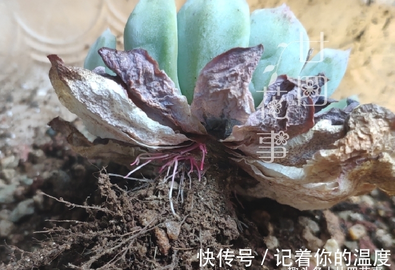 肉肉|多肉枯叶有4种原因,有的要及时摘,有的不能摘,有的要抢救