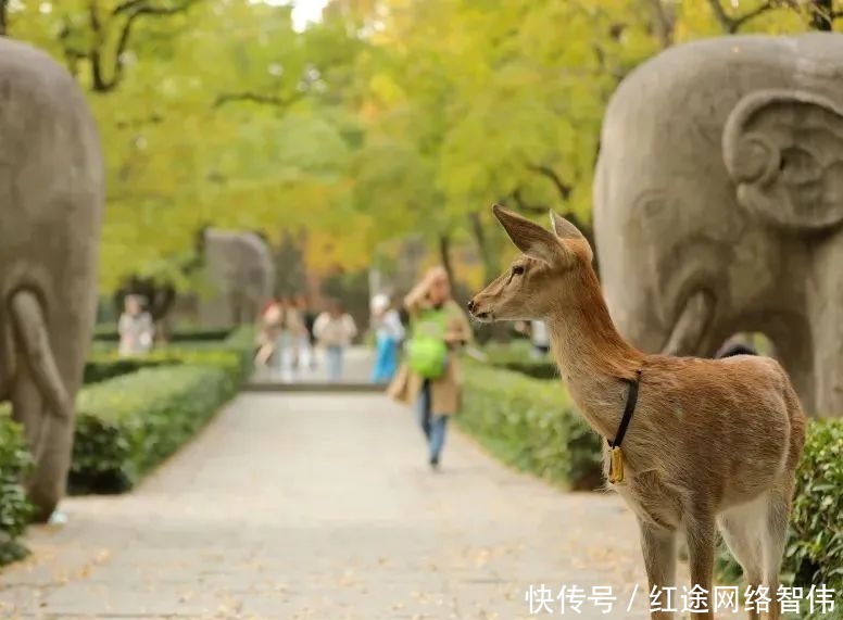 丁芒：南京的魅力