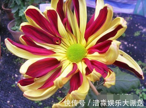 喜欢菊花,首选“五大名菊”帅旗,似统帅旗帜,霸气威武!