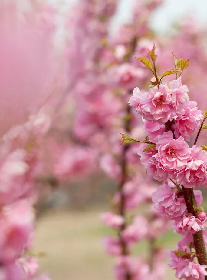桃花已开！安顺开启最“粉”模式，你的赏花行程安排好了吗？