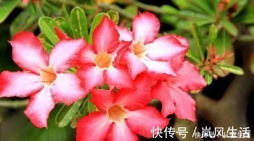 大肚子|这三种花很高冷,你不理它才会开花旺,太关注反而不开花