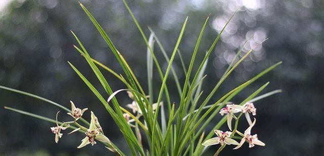  兰花|老爸用这个植料养兰，呼呼冒出大白根，又壮又多