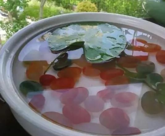 只用水不用土的植物,一片叶子就开花,简直太神奇了