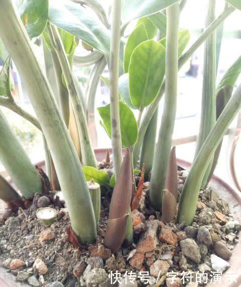 施肥|用这些不起眼的东西养花,根壮叶绿,半年都不用施肥