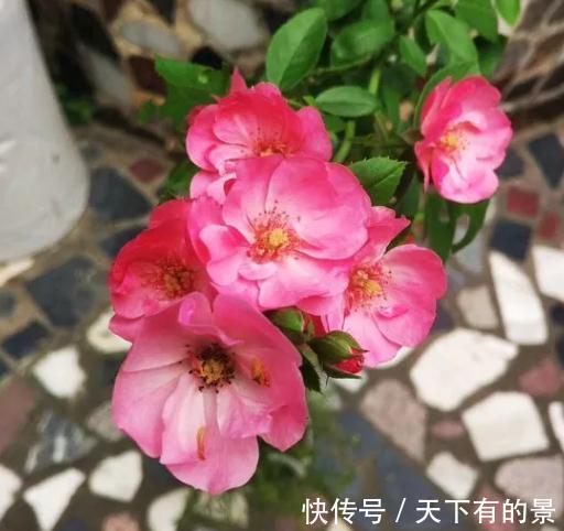 懒人|这是一款适合懒人养护的月季,不打理也能开爆,开花量真的很霸道