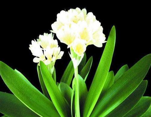 做好这4步，君子兰就能养好，叶子翠绿，过年花箭窜出来