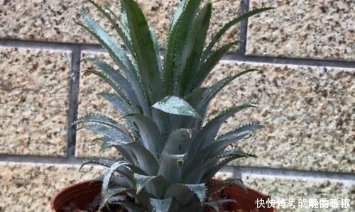 吃剩下的“菠萝头”不要扔,插3根牙签,放在家里太棒了,快学学