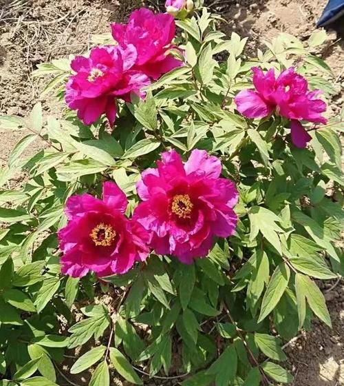 平茬牡丹春天什么时候扒去封土？