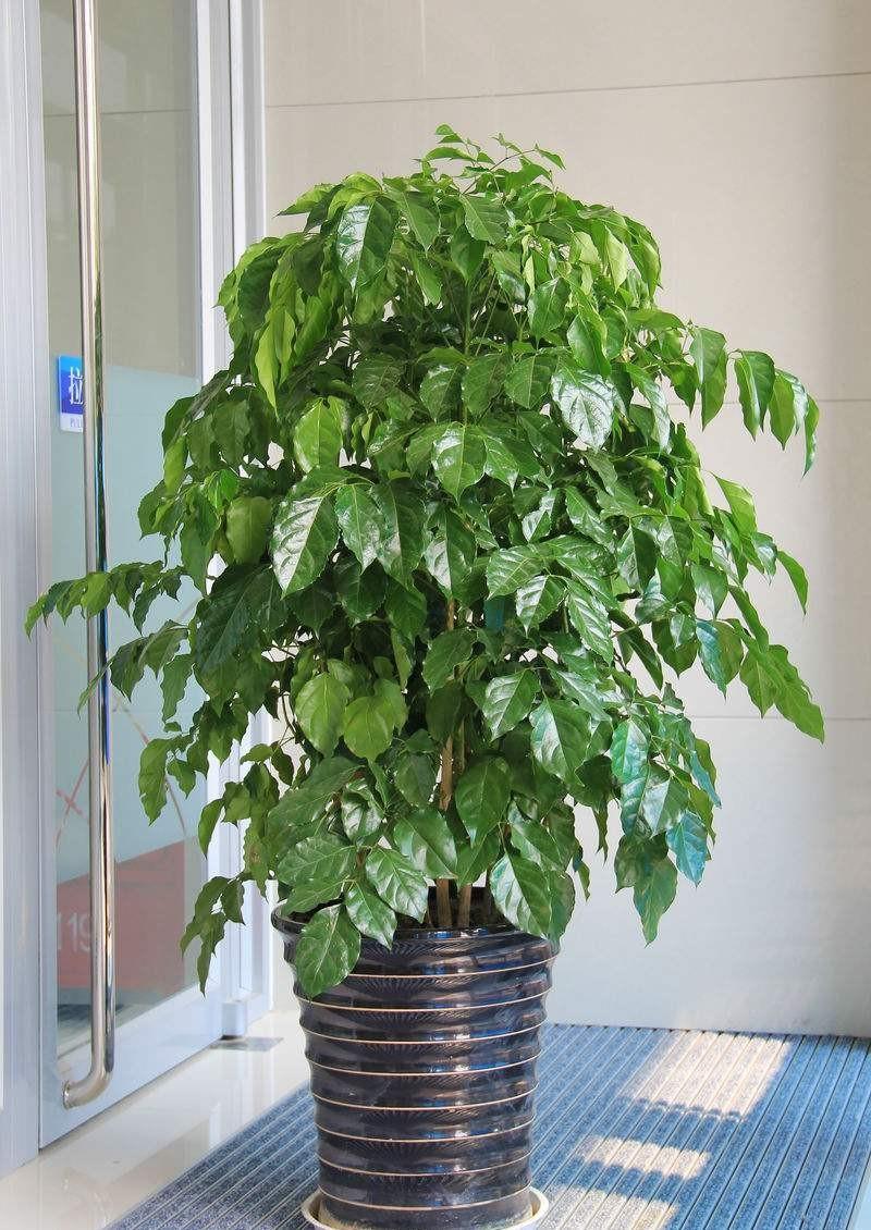 幸福树掉叶子?3个原因解决好,叶绿窜的高,幸福自然到