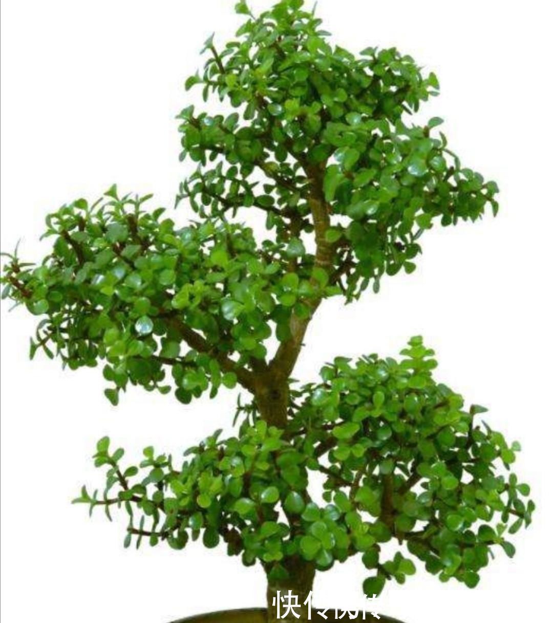 枝条|养金枝玉叶盆景,要舍得修剪枝条,株型才能越来越美观