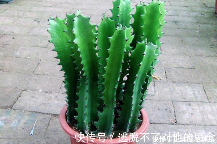 观赏价值|人养花,花也养人4种花养家里镇宅旺财,尤其是最后一种