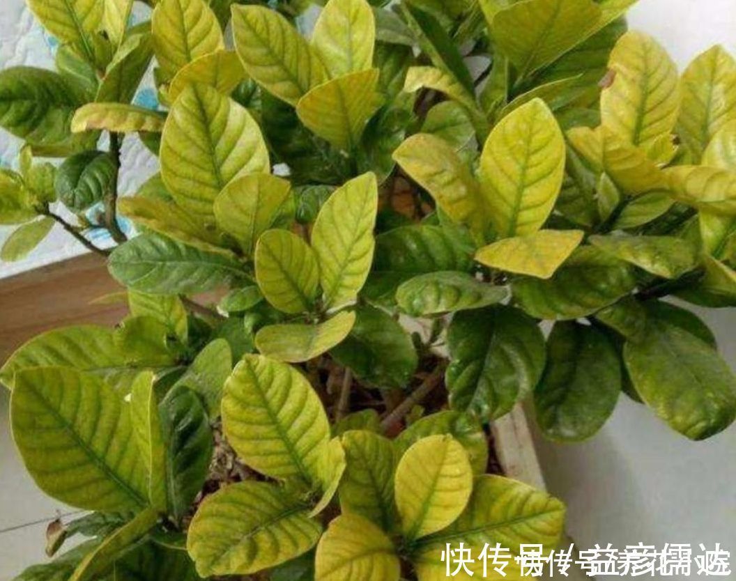 茉莉|3种喜酸性的花,容易出现黄叶子,要勤浇“酸水”