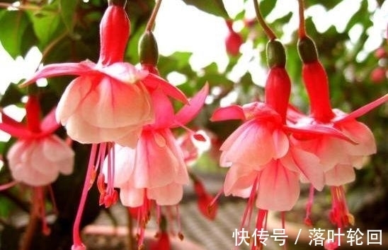 养花就养这几款,全年开花不停,花香四溢,开花旺