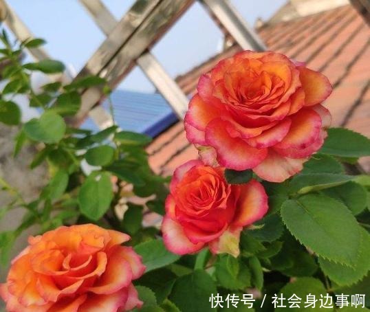 盘点我淘汰的各种花,当初花钱买了,后来含泪放弃……!