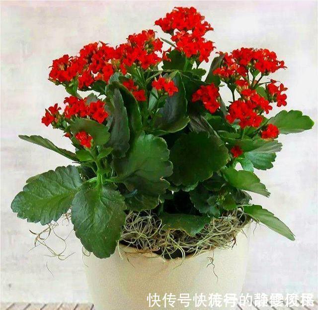 长寿花花后养护很重要,3件事越早做越好,下次开花准爆盆