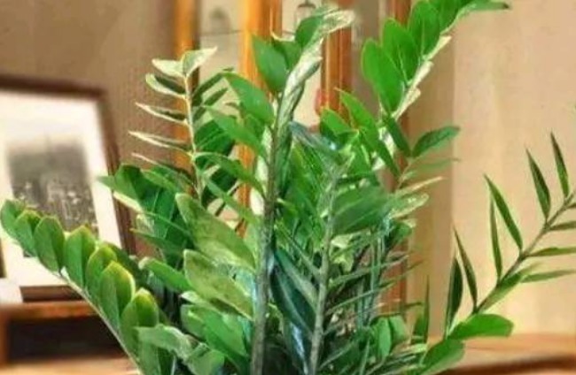 家里的这4种花不要轻易送人，养人又镇宅，有钱人都爱养！