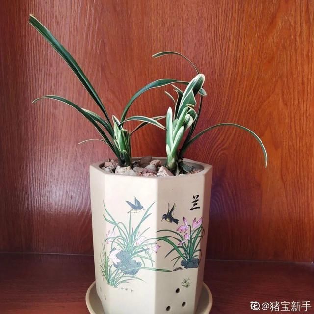 多肉|5种花盆养花,怪不得都死了,全是样子货