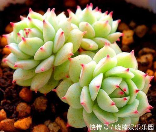 肥厚|给多肉喂2种肥水,15天喝一次,叶片圆滚滚,长成肉墩子!