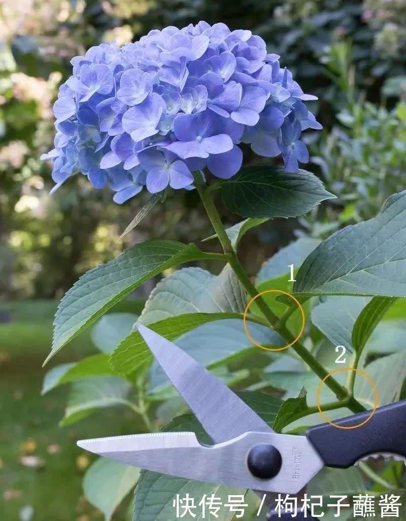 修剪|有3种花,春季绝对不可以修剪,这样才能花苞更多,枝枝有花