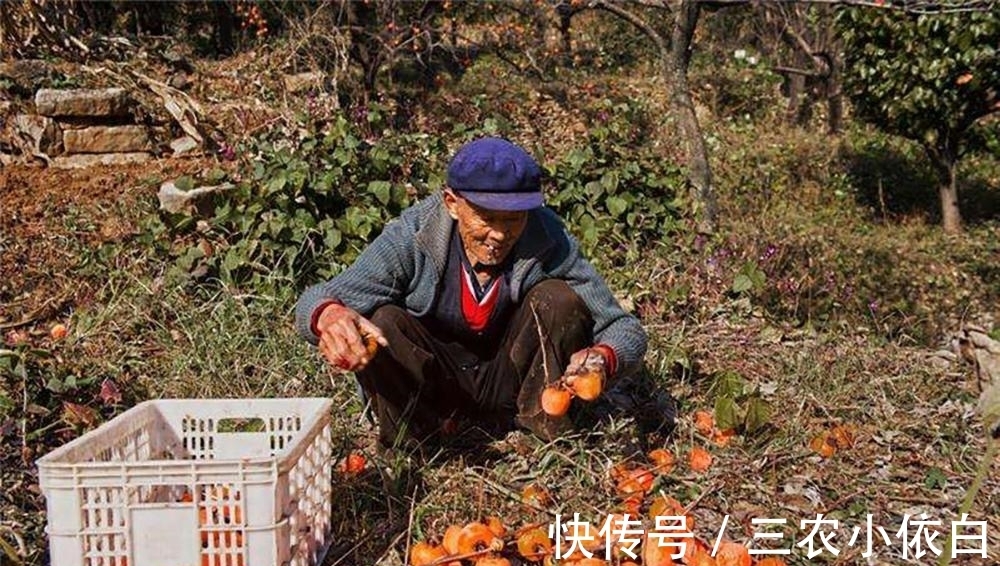 吊柿饼和圆柿饼的区别