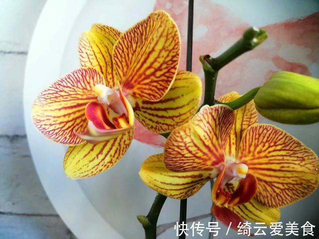 过年买的蝴蝶兰开败后别扔,简单几步处理,养好可以开花多年