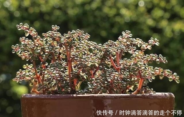 新手多肉党的福音:露镜,买回家这么养,叶子如水晶般剔透