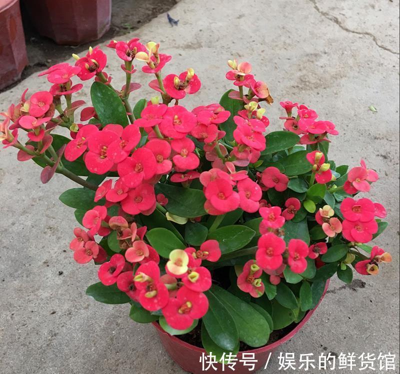 关键|3种“养不死”的花,适合新手,不只是好养,关键很漂亮