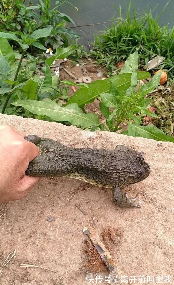 青蛙|河里全是“癞蛤蟆”和受伤的乌龟,为何忽然大量出现?