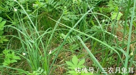 药材|农村一种野菜，经常被农民当蒜吃，不过是一种珍贵药材