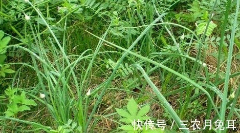 药材|农村一种野菜,经常被农民当蒜吃,不过是一种珍贵药材
