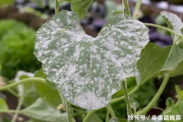 黑斑病|养花时很容易出现的6种病虫害，蚜虫、介壳虫和红蜘蛛都要可清除