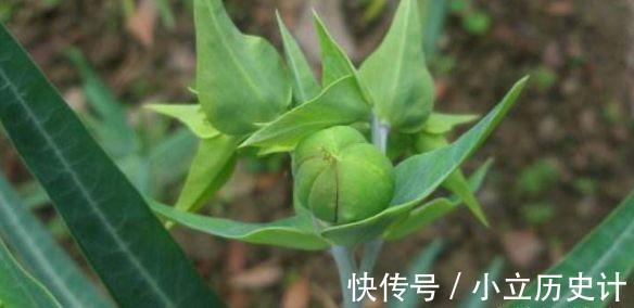 千金子|想长寿要先会吃,三种食物离不开,排毒养颜,滋润身体!