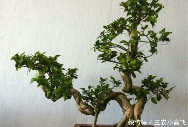 养护|榕树盆景在北方也可以养护的很好