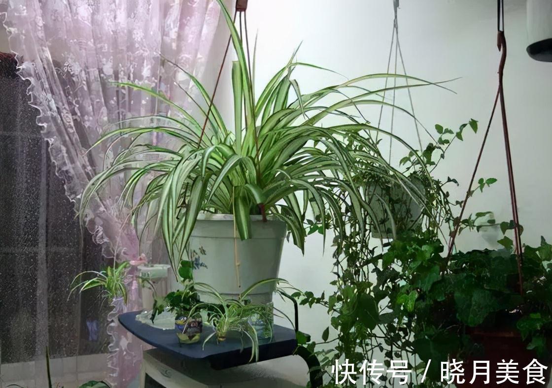 冷天养这8种花,有钱也要穷着养,断粮、少水更抗冻