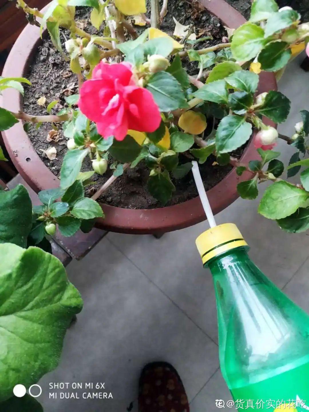 1个塑料瓶，居然有8种养花方法，省钱又好用！