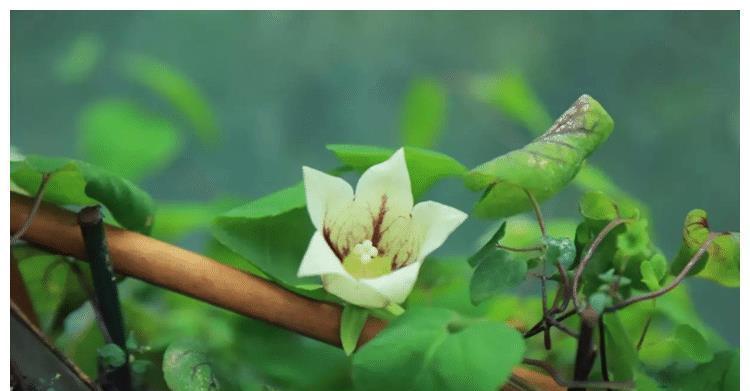 树林下一种金钱豹花,名字强势,体积娇小,殊不知,是种名贵草药