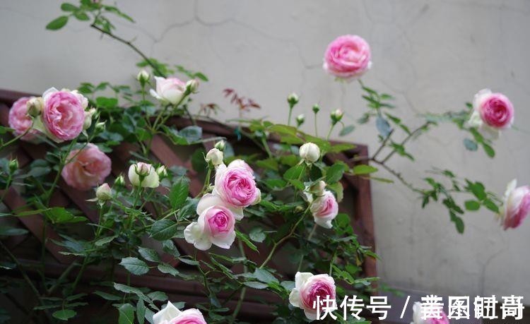 花园|荒废多年的80㎡小院,2年半时间打造成下沉式花园,太漂亮了!