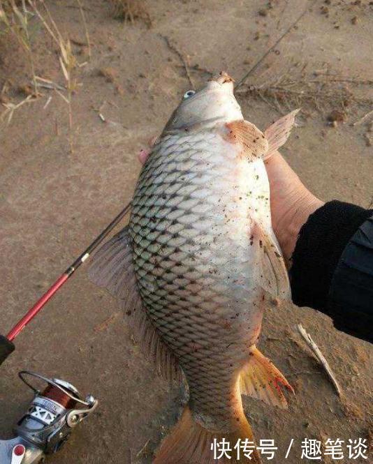 野钓经验谈之六 野钓鲤鱼需注意 如何诱鱼是关键