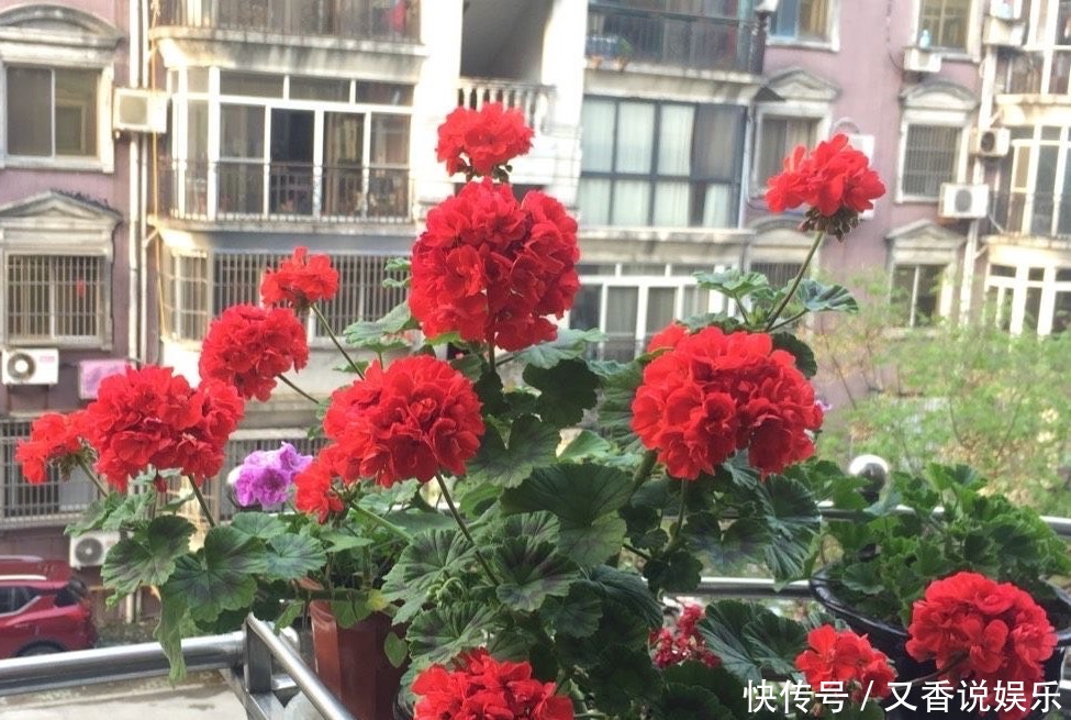  开花|这“4种花”，一年四季开花，非常好养活，非常“爱开花”