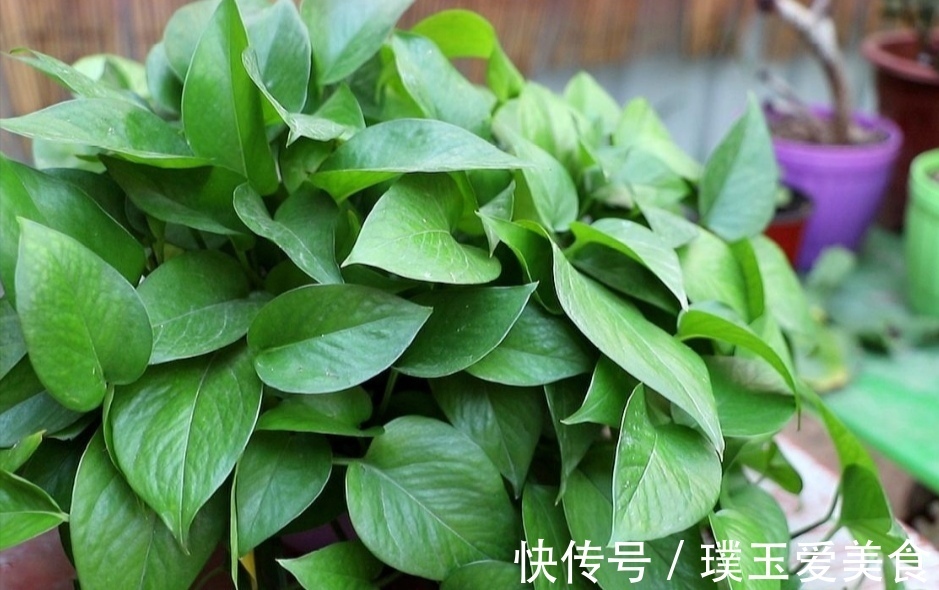 花盆|用2种水浇绿萝,植株枝叶疯长,一个月爆满花盆