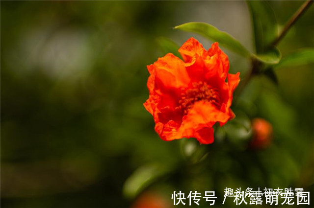 石榴#红楼梦中的芒种节，到底送的是哪位花神，谜底在黛玉的葬花诗前